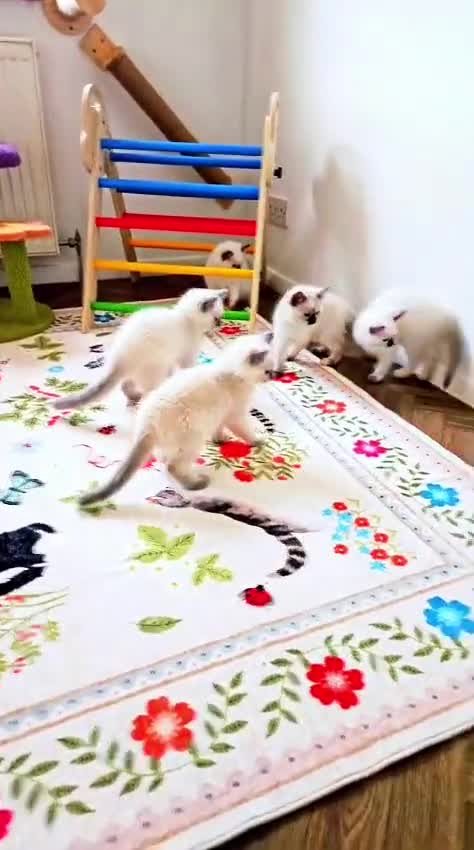Ragdoll cats for sale: GCCF Registered Ragdoll Kittens - Video 1