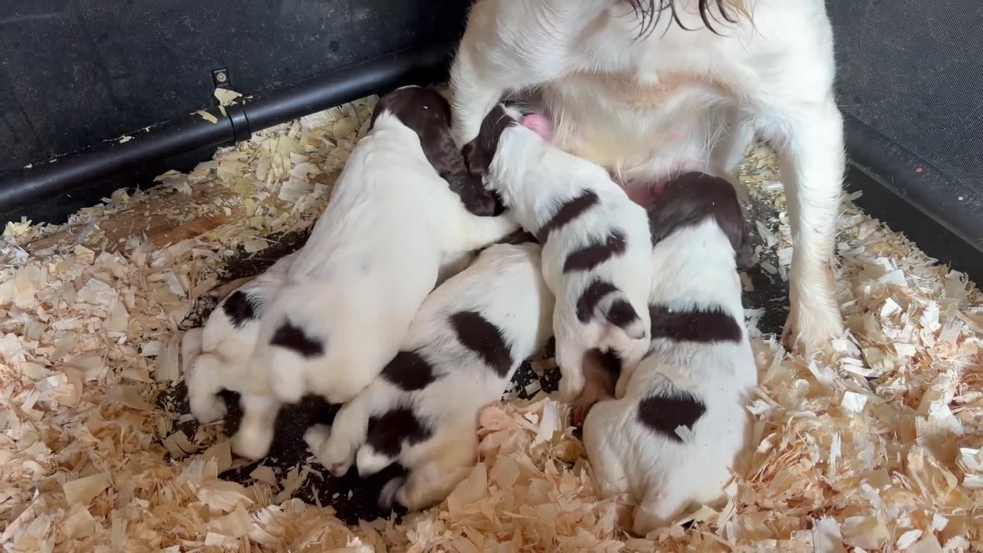 English Springer Spaniel dogs for sale: Cracking Springer Spaniel puppies  - Video 1