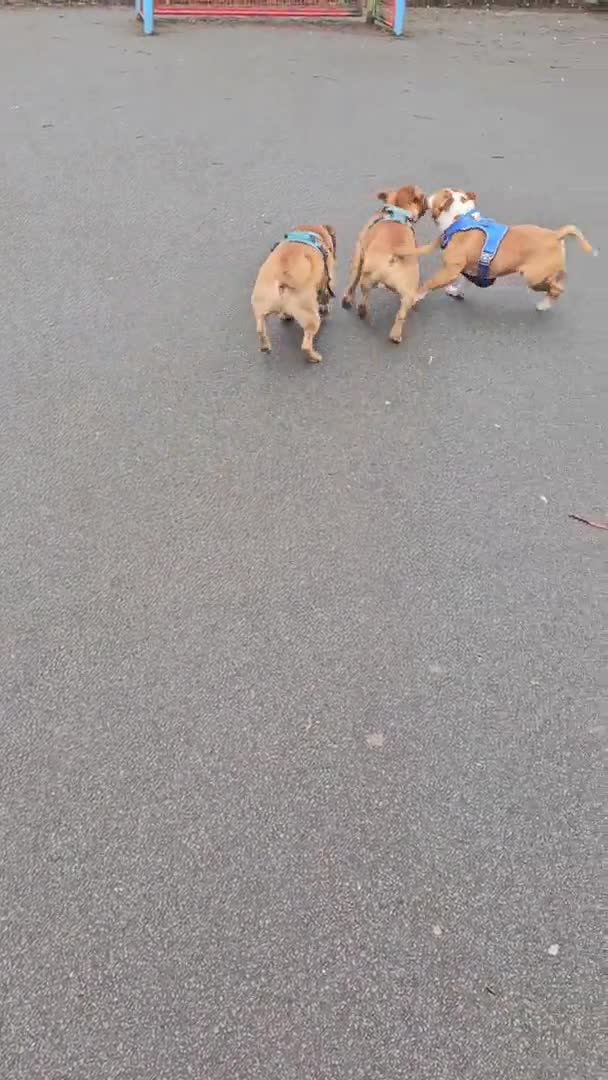 Staffordshire Bull Terrier dogs for stud: 🥨THE RED DREAM TEAM🥨 in Rochdale - Video 3