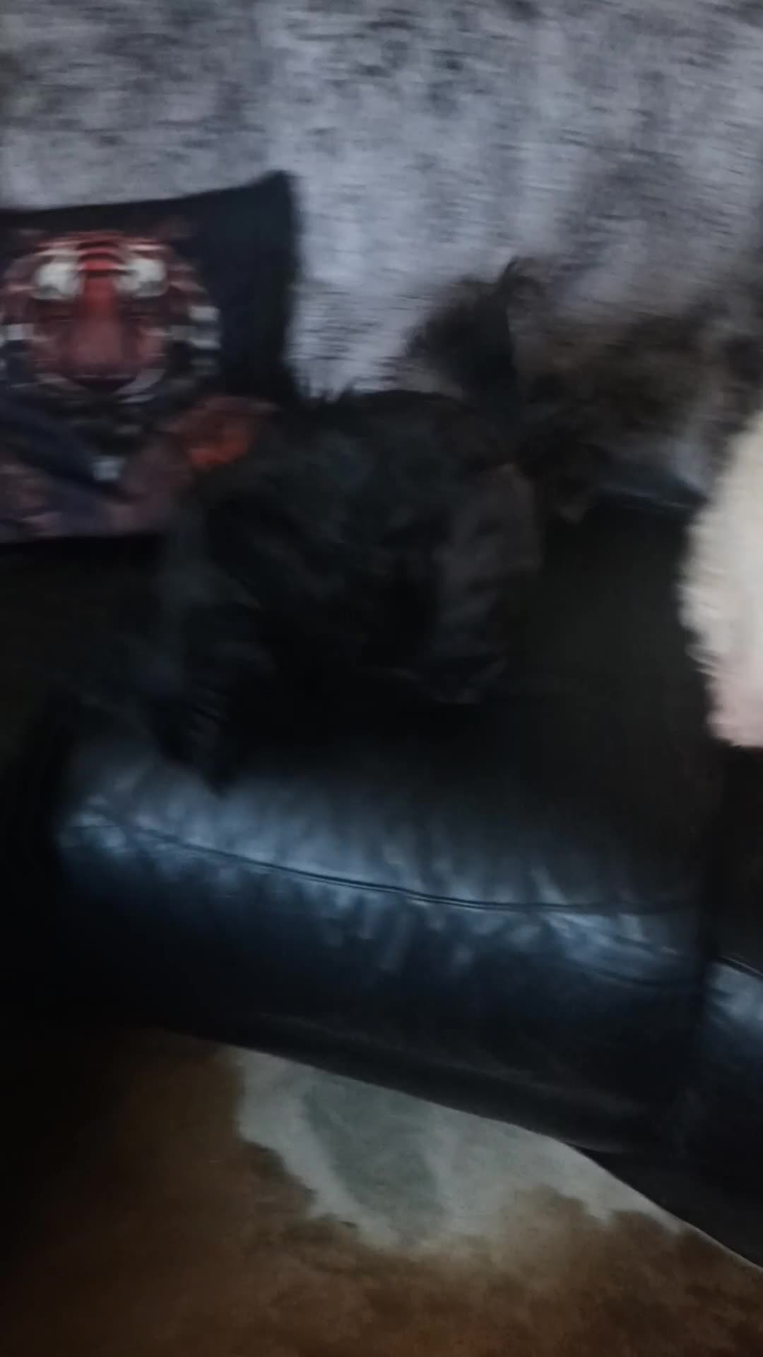 Shih Tzu dogs for sale: imperial shih tzu  - Video 2