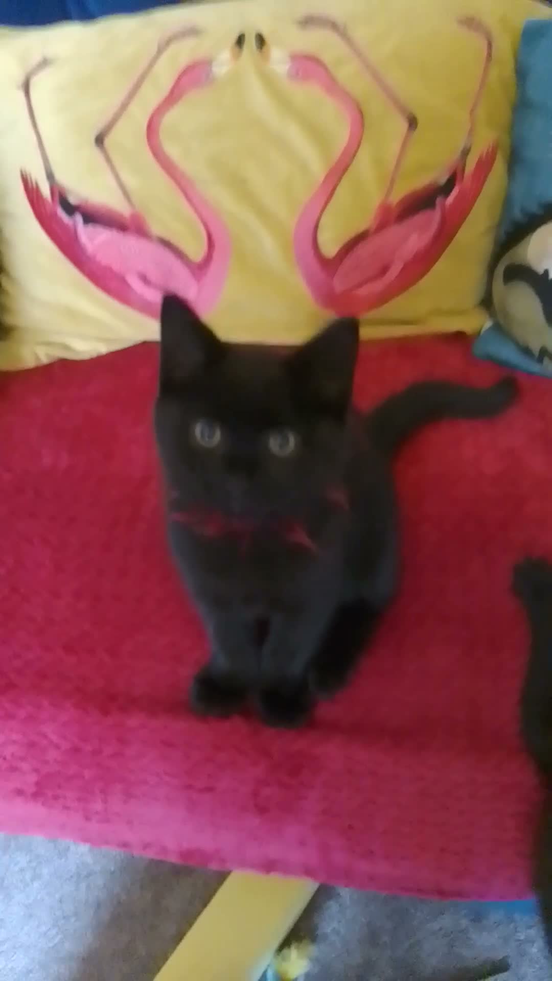 British Shorthair cats for sale: 💕1 Boy left😁Beautiful  British Shorthair Cross  - Video 2