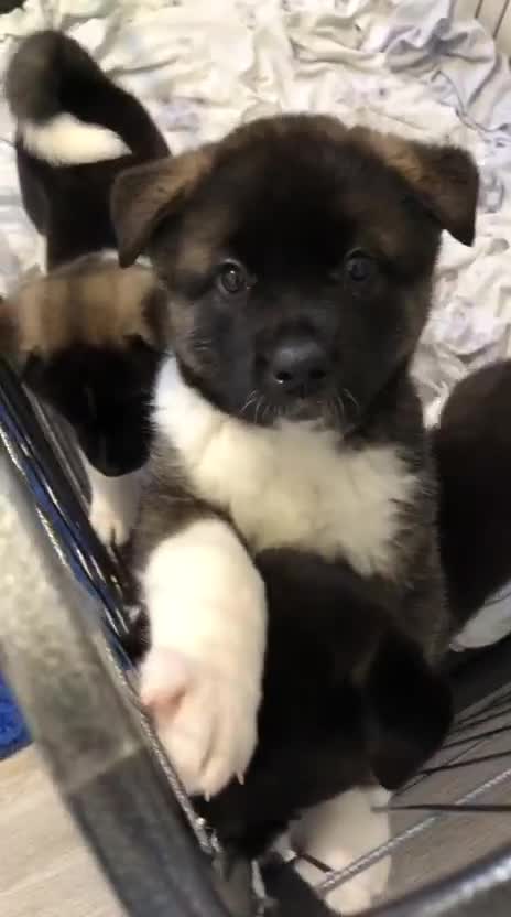 Akita dogs for sale: Gorgeous Full American Akita Pups - Video 3