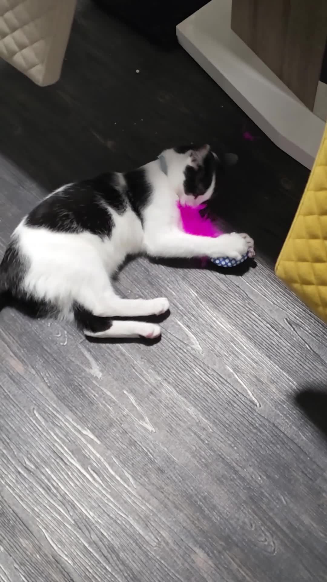 Mixed Breed cats for sale: Smudge looking for family home  - Video 1