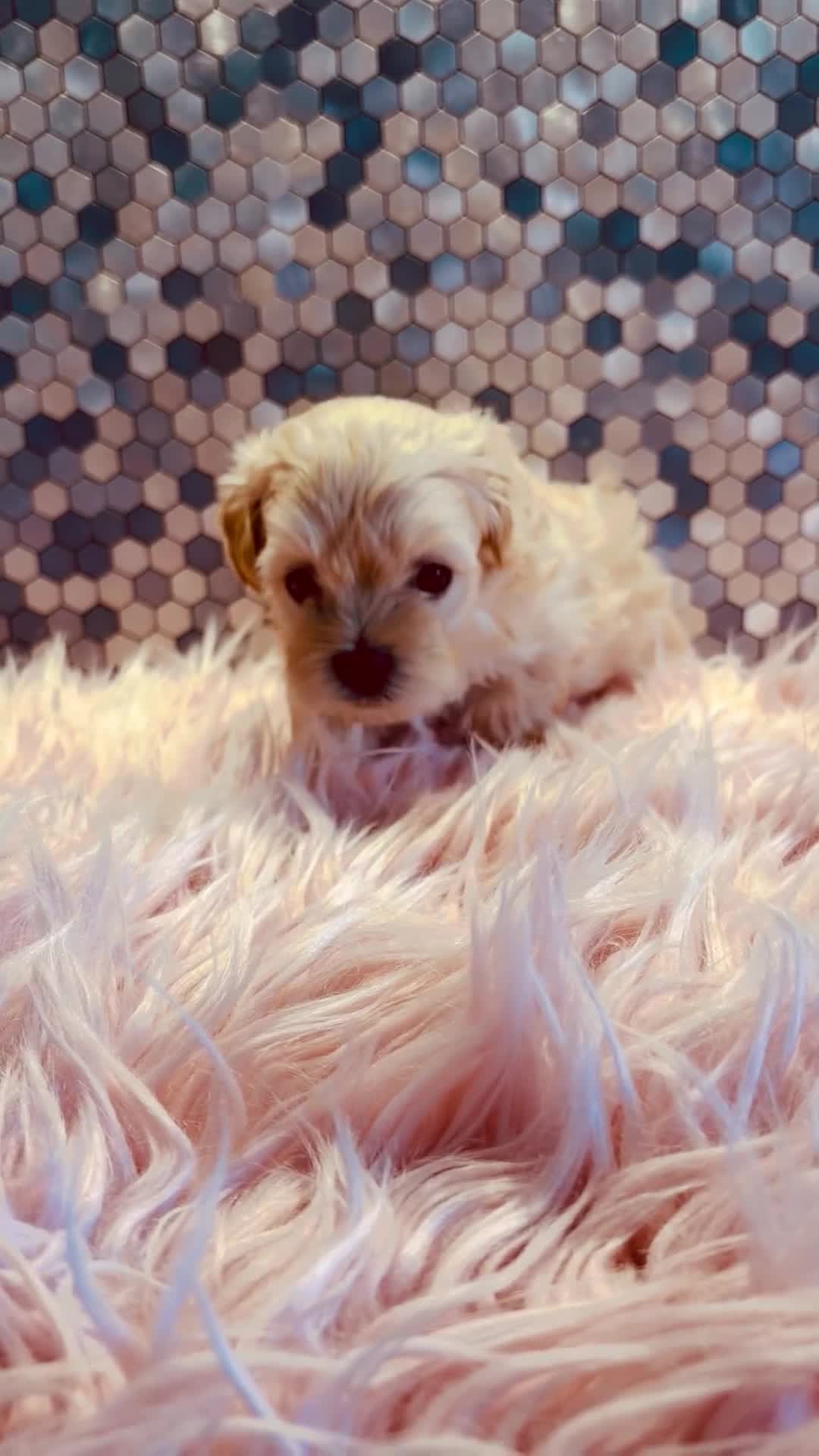 Maltipoo dogs for sale: F1 Korean multipoo one baby boy now available  - Video 3
