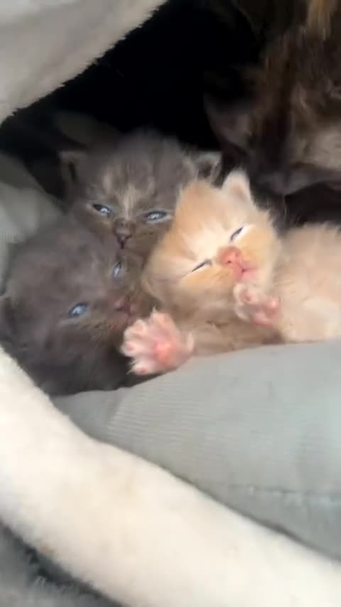 Mixed Breed cats for sale: Grey kittens  - Video 1