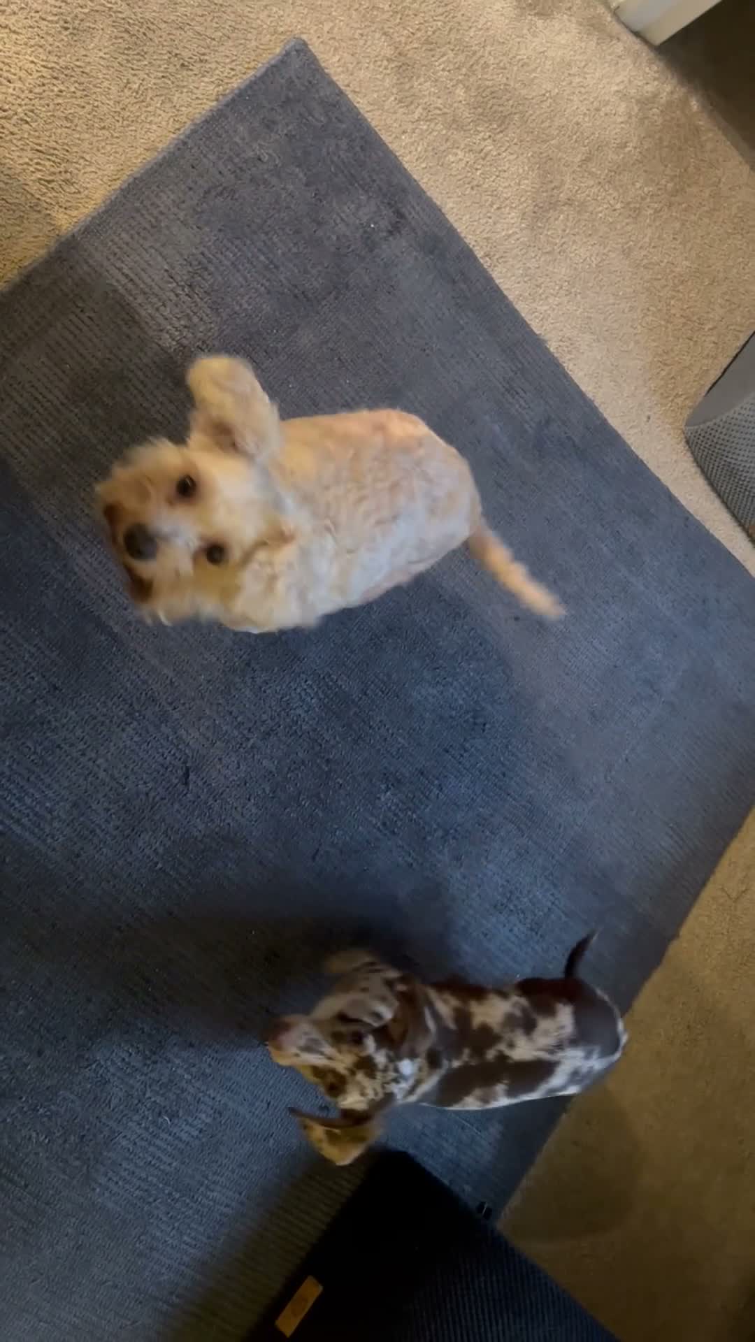 Miniature Dachshund dogs for stud: Miniature, short hair stud in Romford - Video 3