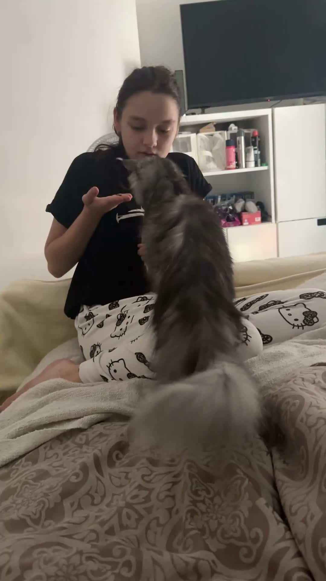 Maine Coon cats for sale: Urgent rehome beautiful smoke female Maine in Wigan - Video 1