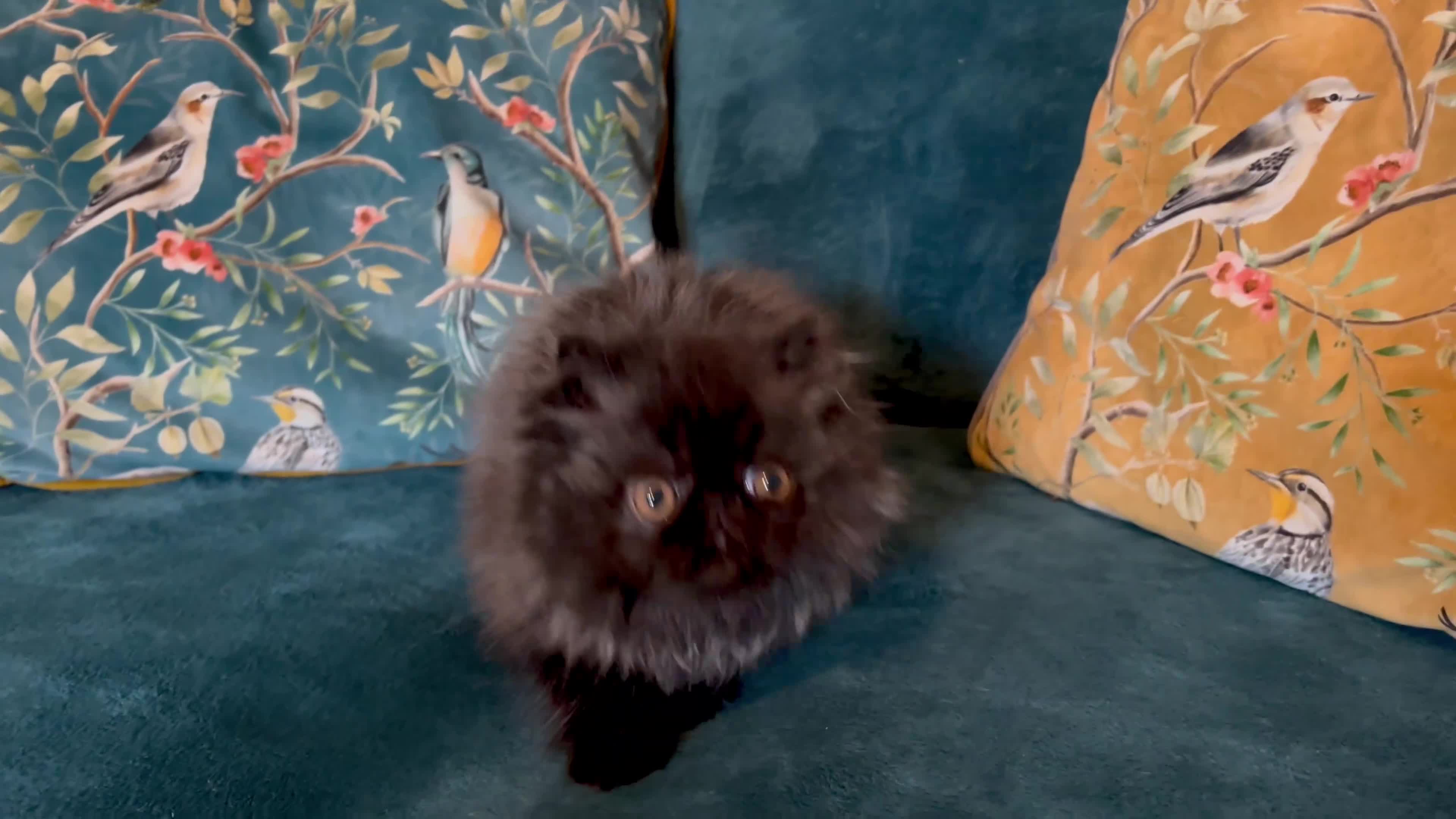 Persian cats for sale: Beautiful Pedigree Persian Little Man Available - Video 1