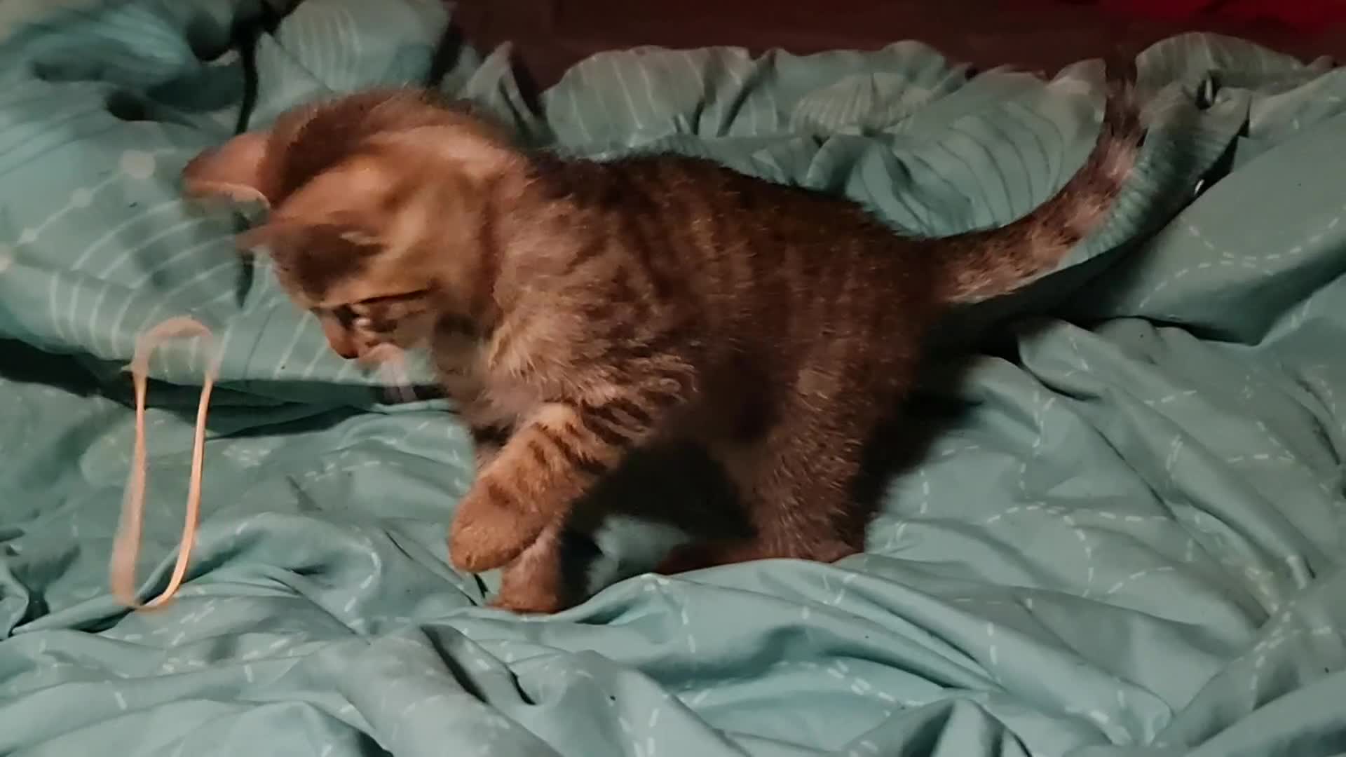 Bengal cats for sale: Guaranteed to be Cuddly *ready now*   - Video 1