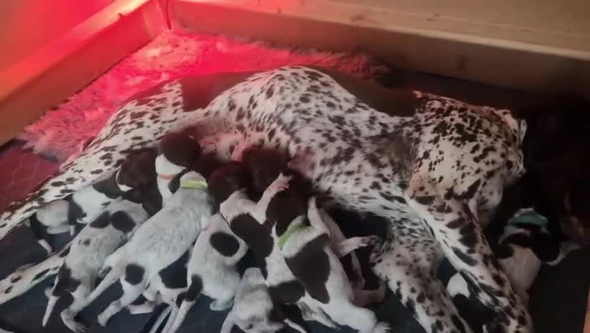 German Shorthaired Pointer dogs for sale: KC Registered German Shorthaired Pointer Puppies - Video 4