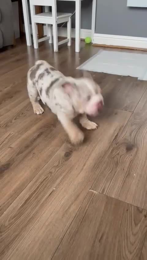 English Bulldog dogs for sale: UPDATED PHOTOS OF THE LAST BOY ENGLISH BULLDOG PUP in South Ockendon - Video 1