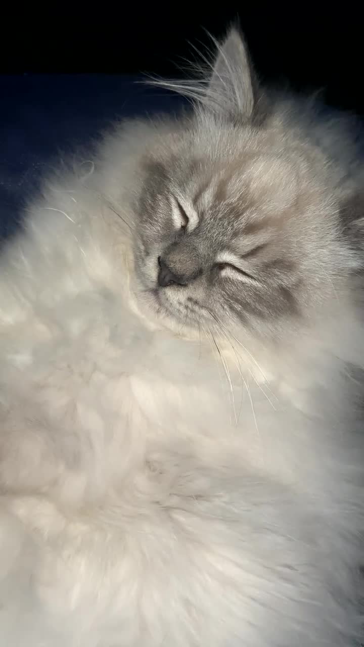 Neva Masquerade cats for sale: Siberian Neva masquerade  - Video 2