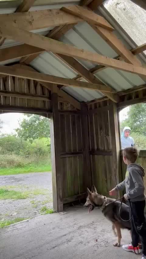 German Shepherd dogs for sale: Fully trained german shepherd bitch in Selby - Video 1