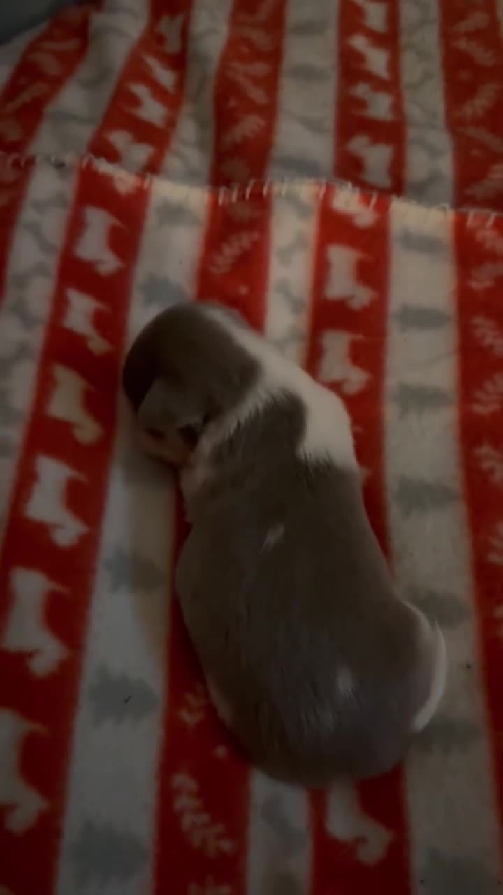 Chihuahua dogs for sale: Kc registered chihuahua pups  - Video 1