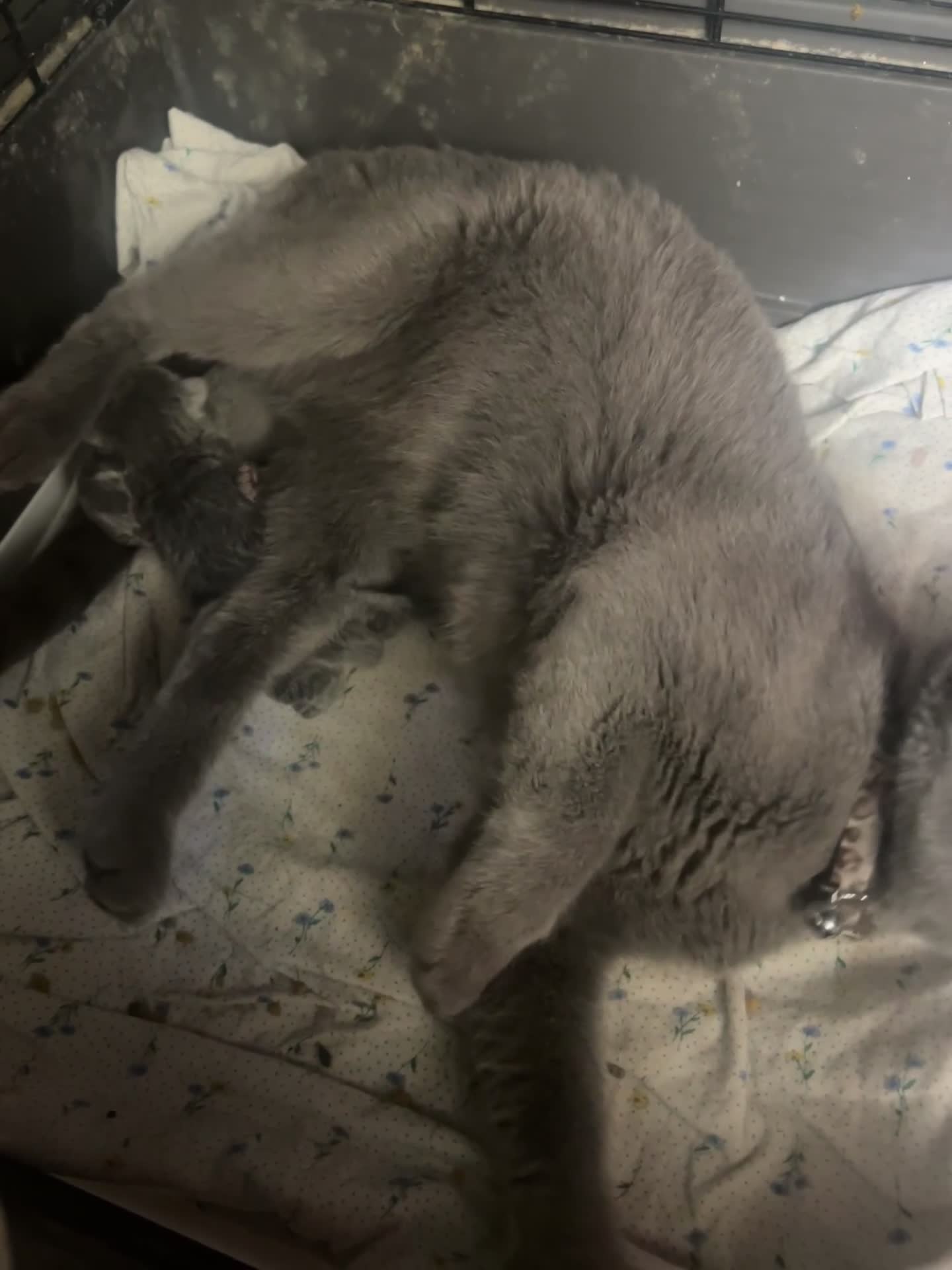 Russian Blue cats for sale: Adorable Russian blue kitten champion bloodline - Video 1