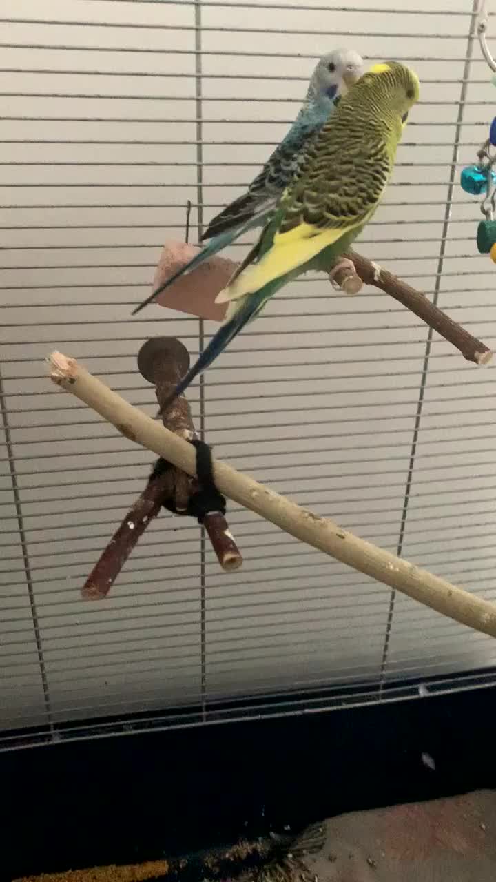 Budgerigars birds for sale: Budgies for sale-INCLUDING TOYS,CAGE,FOOD/WATER - Video 1