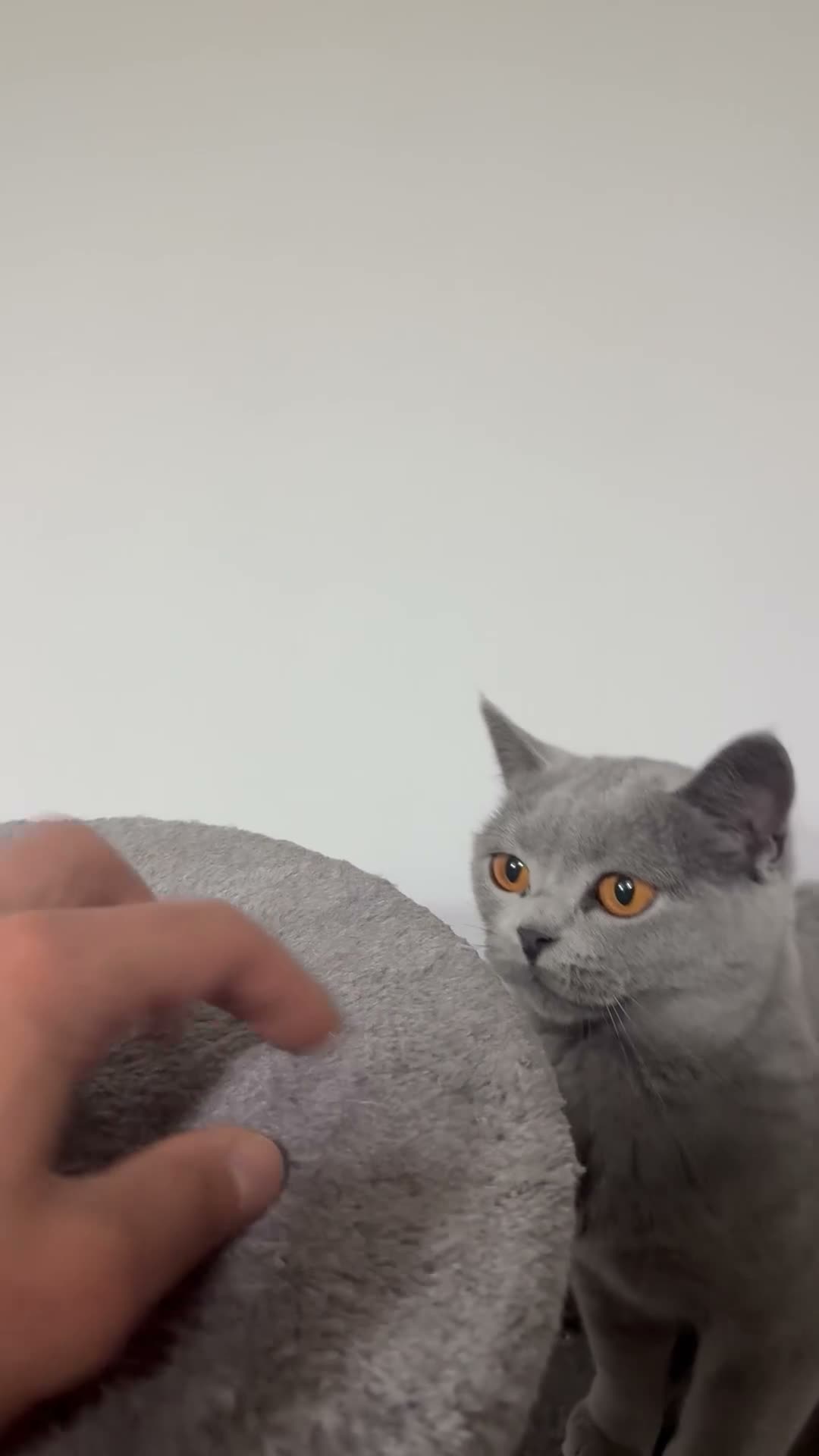 British Shorthair cats for sale: BRITISH SHORT HAIR (1 and a half yo) in Edinburgh - Video 1
