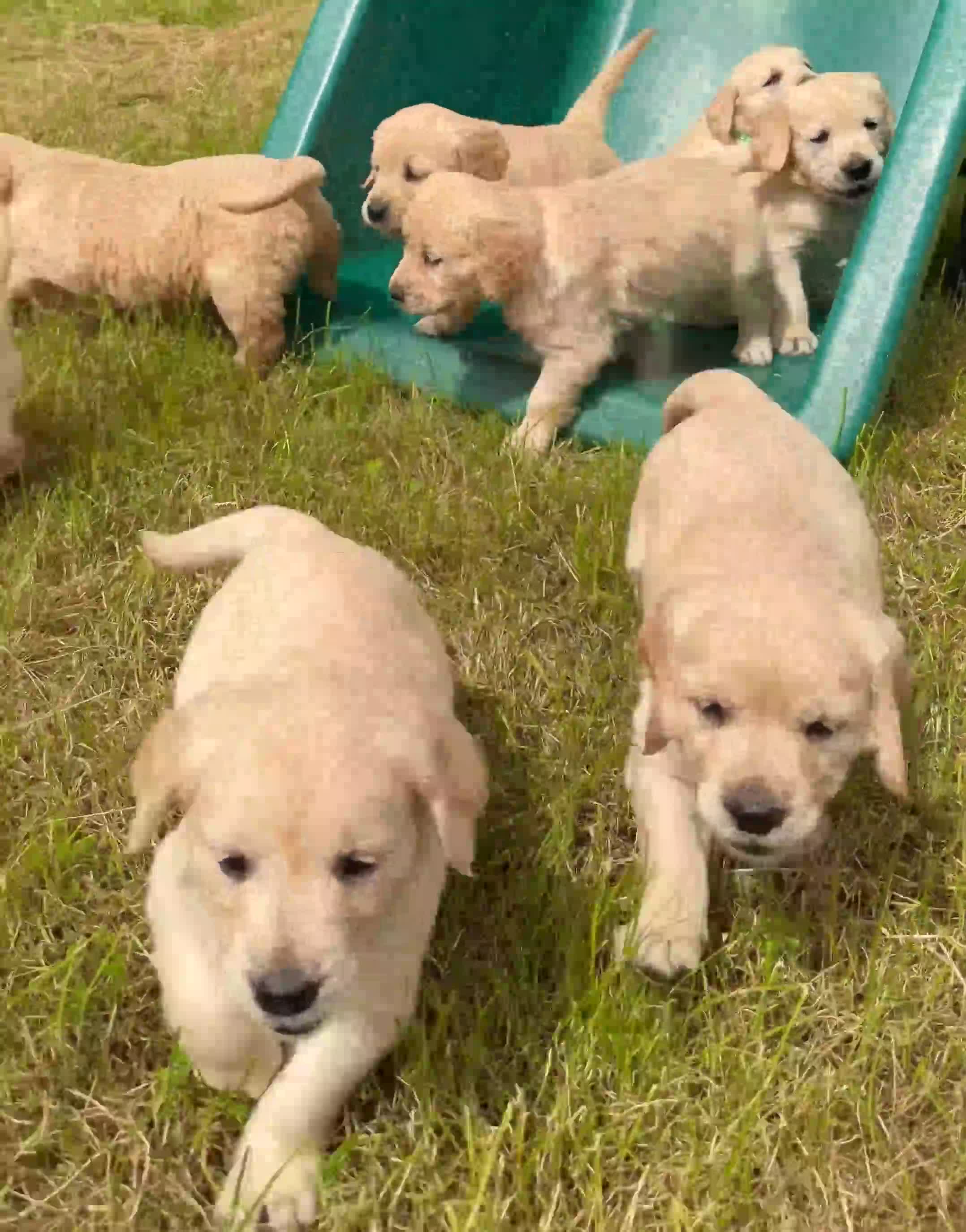 Golden Retriever dogs for sale: Beautiful Golden Retriever Puppies - Video 1