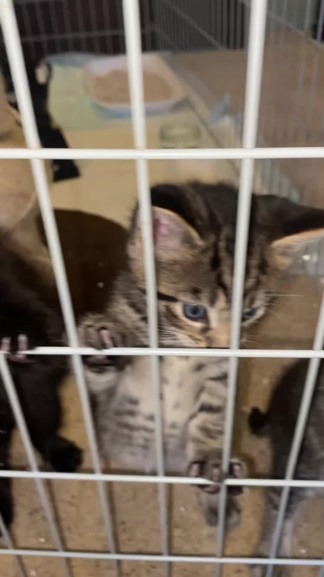 Mixed Breed cats for sale: Tabby and black kittens  in Newton Abbot - Video 1