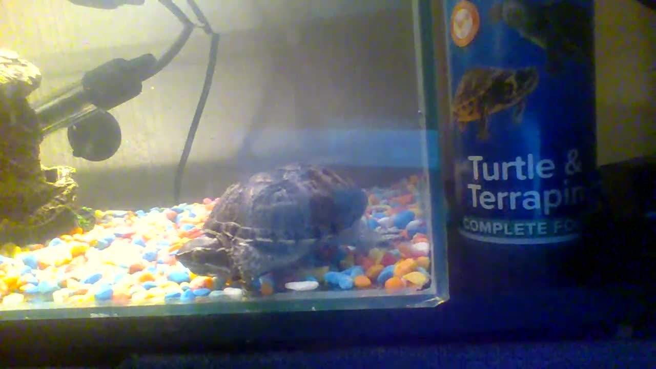 Turtle reptiles for sale: 2 musk turtles for sale - Video 1