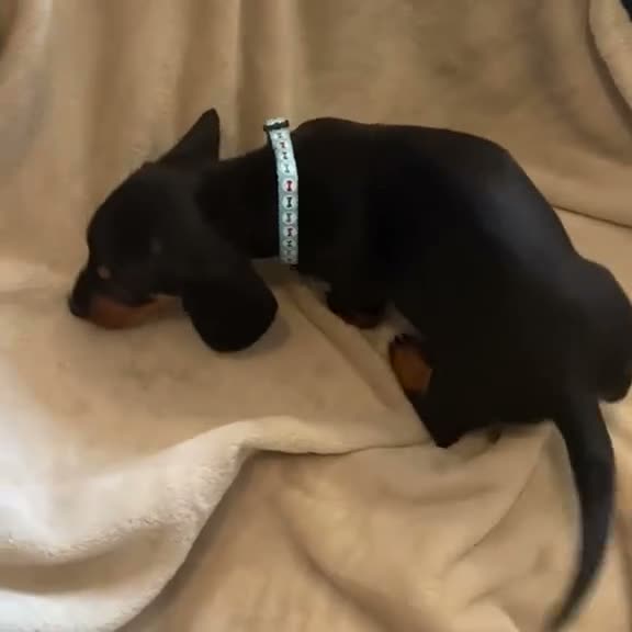 Dachshund dogs for sale: 7 beautiful puppy’s looking for a forever home.  - Video 4