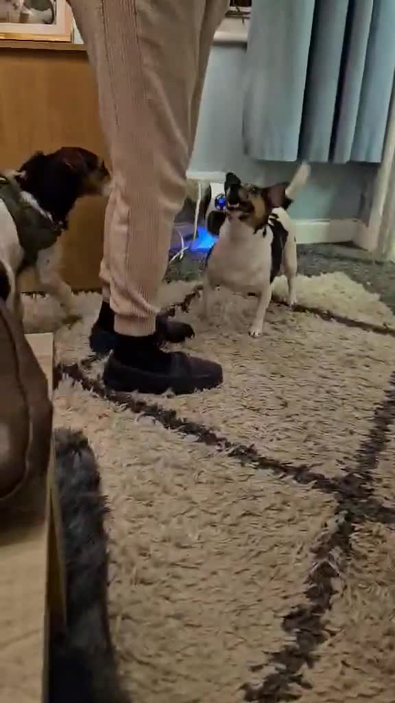 Mixed Breed dogs for adoption: JUDE  - Video 1