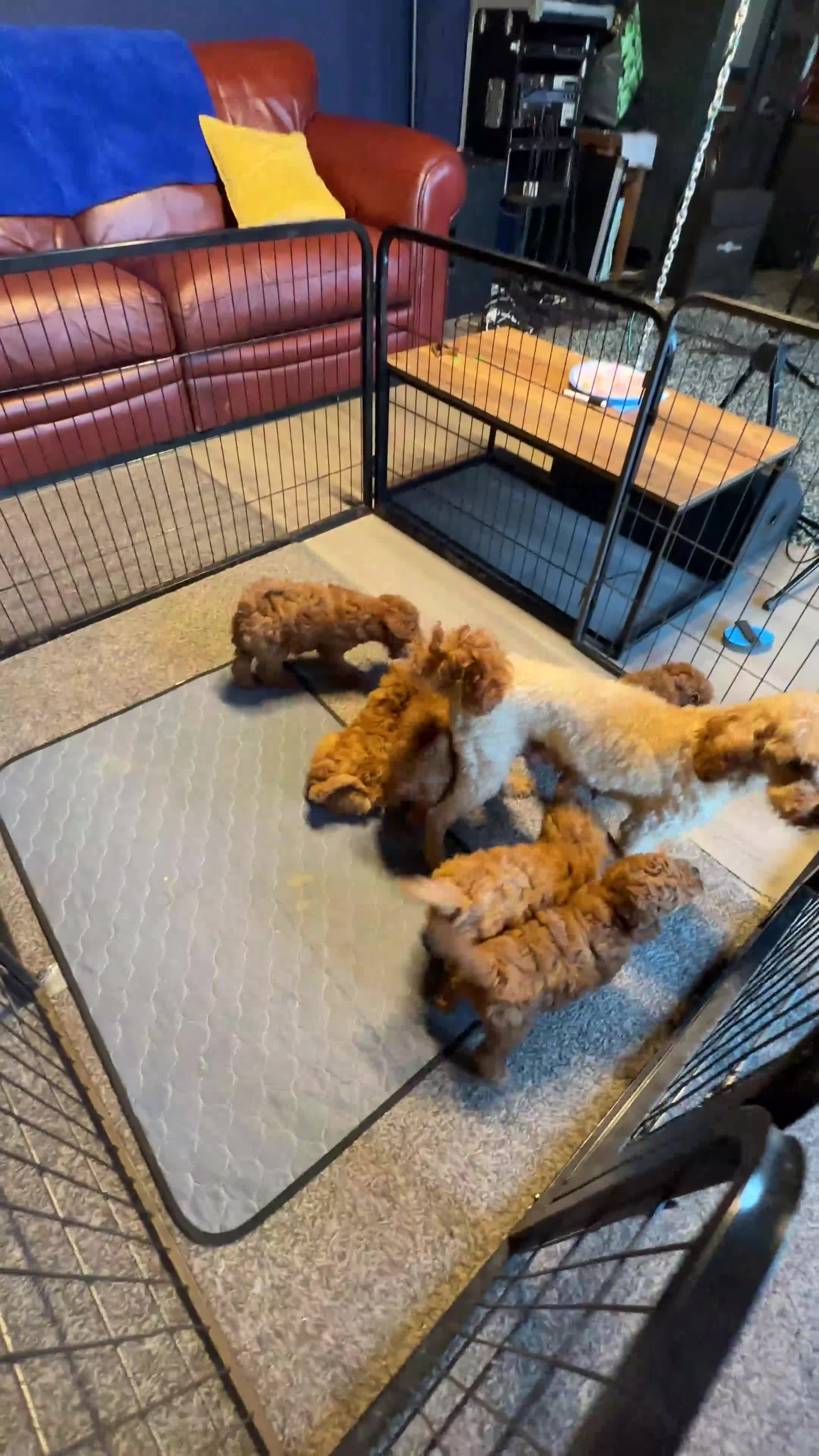 Miniature Poodle dogs for sale: Stunning Miniature Poodle Puppies - Health Tested - Video 3
