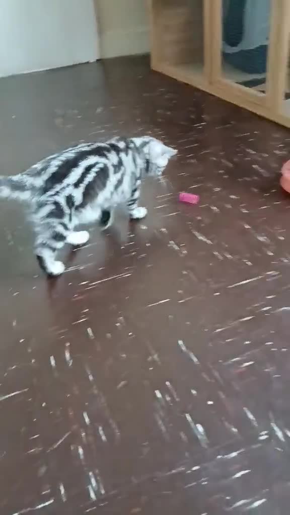 British Shorthair cats for sale: BSH.Silver Classic Tabby.ACTIVE. - Video 1