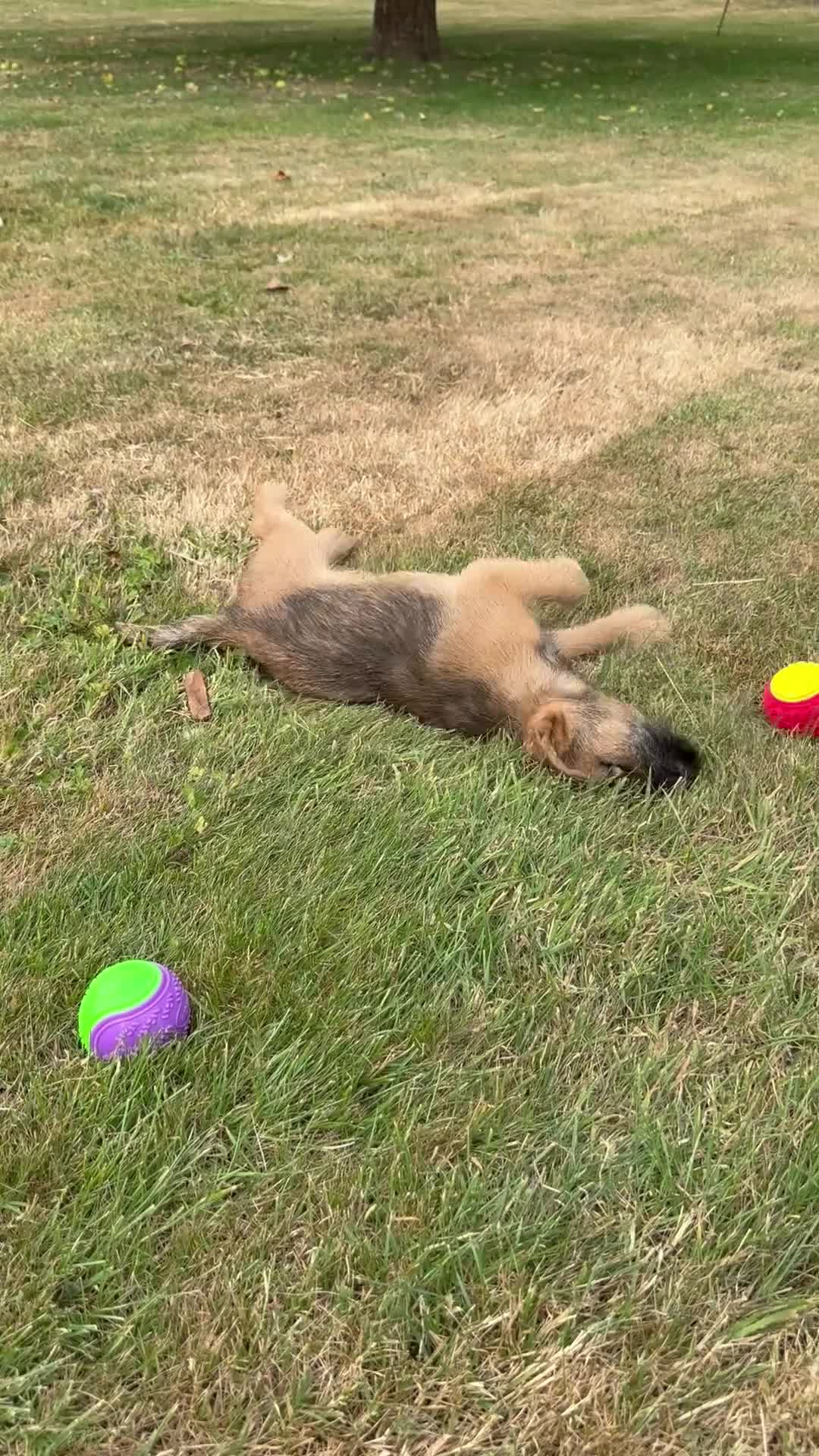Border Terrier dogs for sale: KC Border Terriers  in Doncaster - Video 1