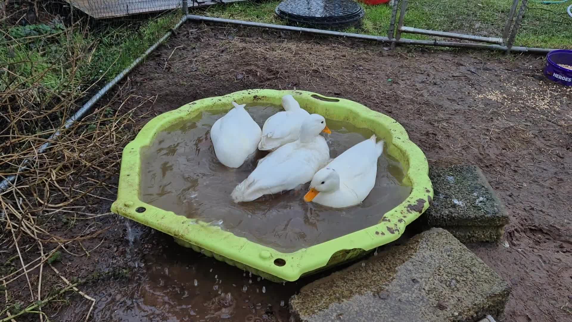 Ducks poultry for sale: 4 males call ducks, 2 female miniature Appleyards  - Video 2