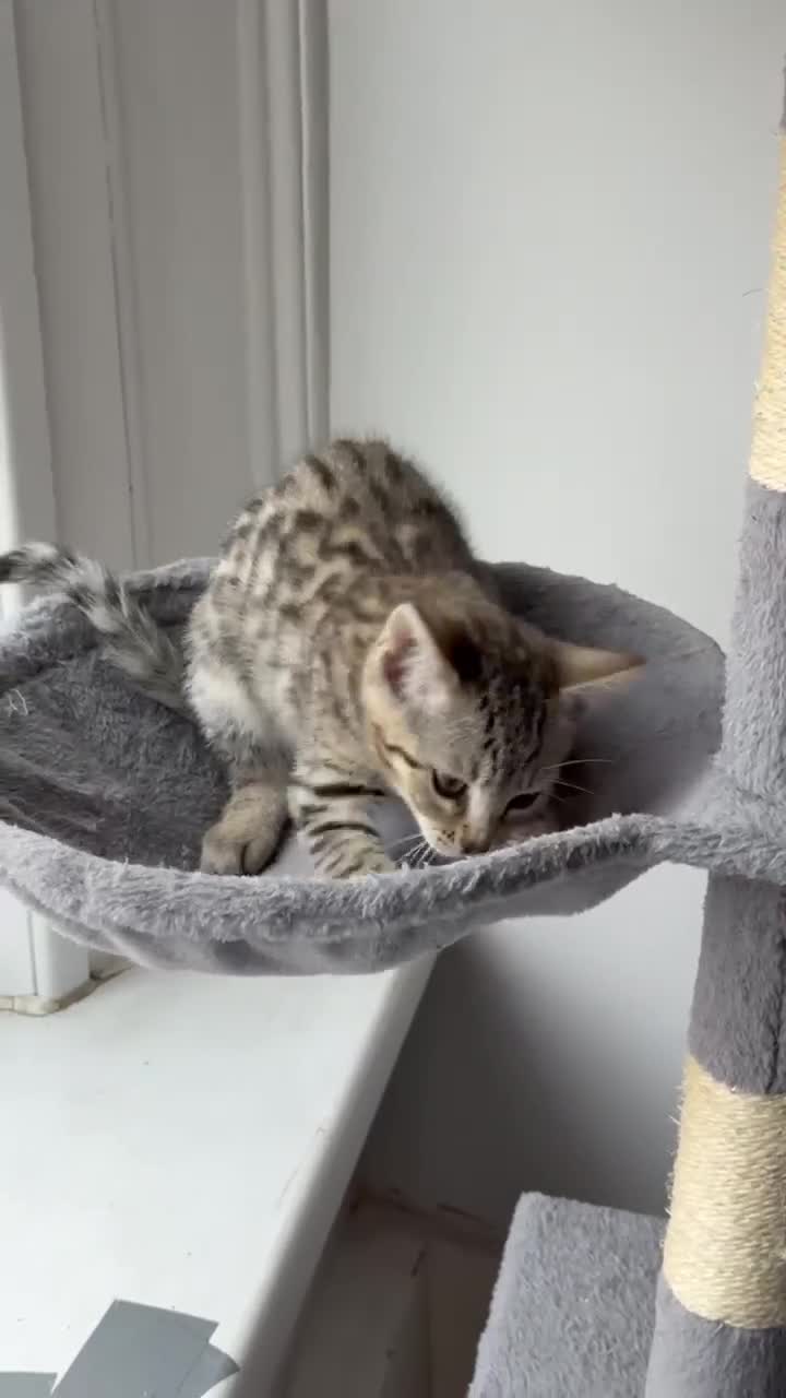 Mixed Breed cats for sale: Adorable Mixed Bengal Kittens- Dad 100% Bengal! - Video 4