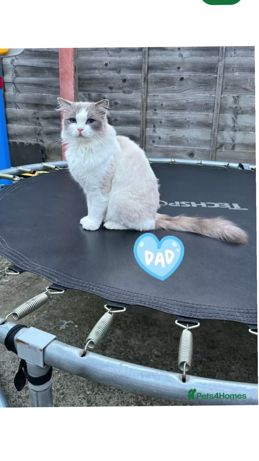 Ragdoll cats for sale: Very unique ragdoll x chinchilla Persian  - Video 1
