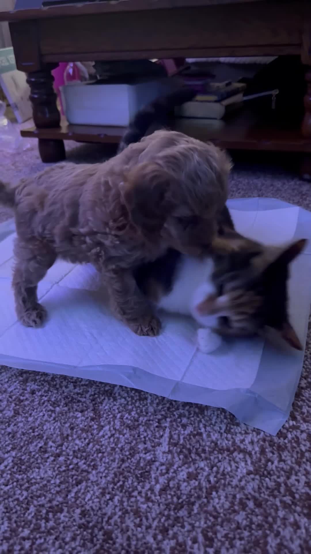 Cockapoo dogs for sale: 2BEAUTIFUL COCKAPOO MALE PUPPIES READY NOW  🐾 - Video 4