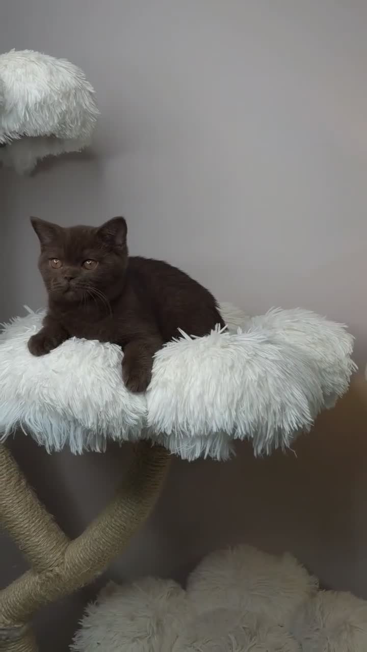 British Shorthair cats for sale: Cinnamon British Shorthair Female 🧡👑 - Video 1