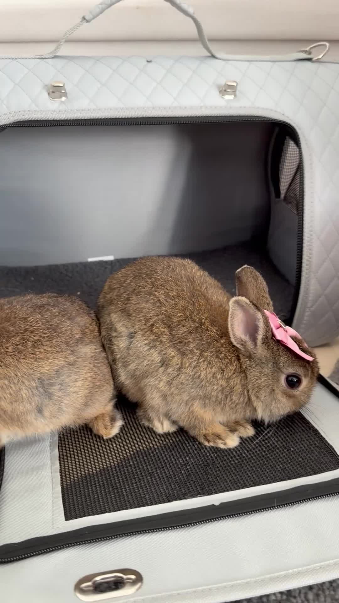 Netherland Dwarf rabbits for sale: Bunnys  - Video 1