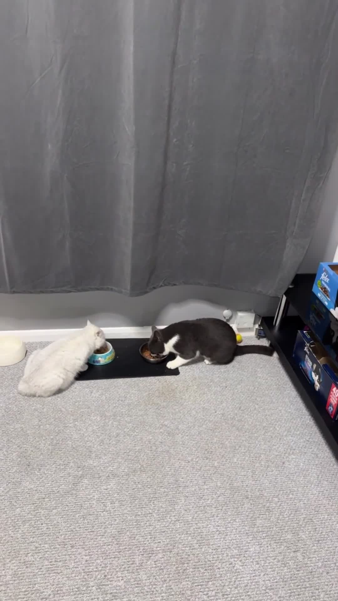 British Shorthair cats for sale: Luna looking for a lovely new family - Video 1