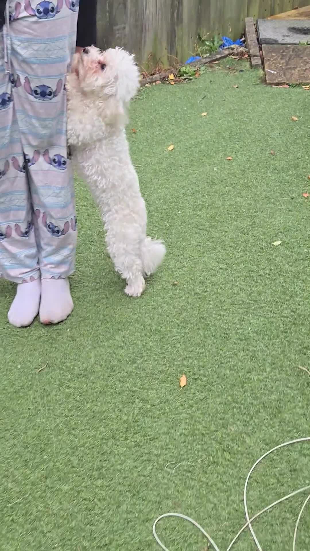 Poochon dogs for sale: Sylvia  - Video 1