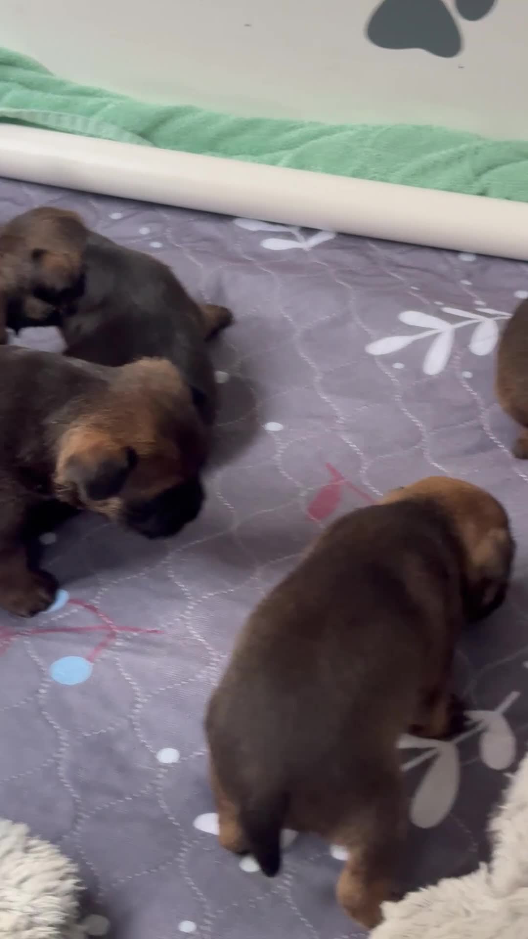 Border Terrier dogs for sale: Slem clear KC Registered  Border Terriers  - Video 2