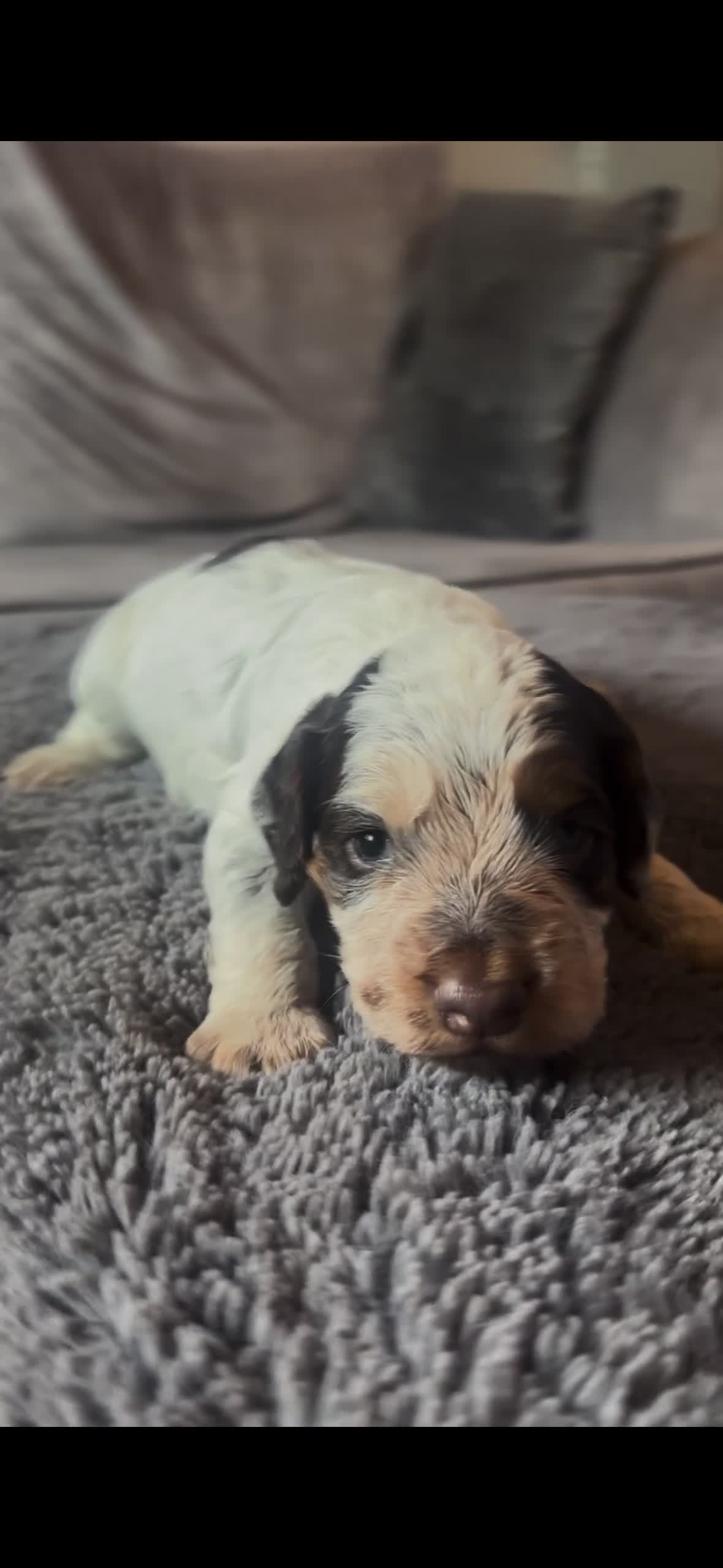 Cocker Spaniel dogs for sale: 4 beautiful cocker spaniel puppies  - Video 4