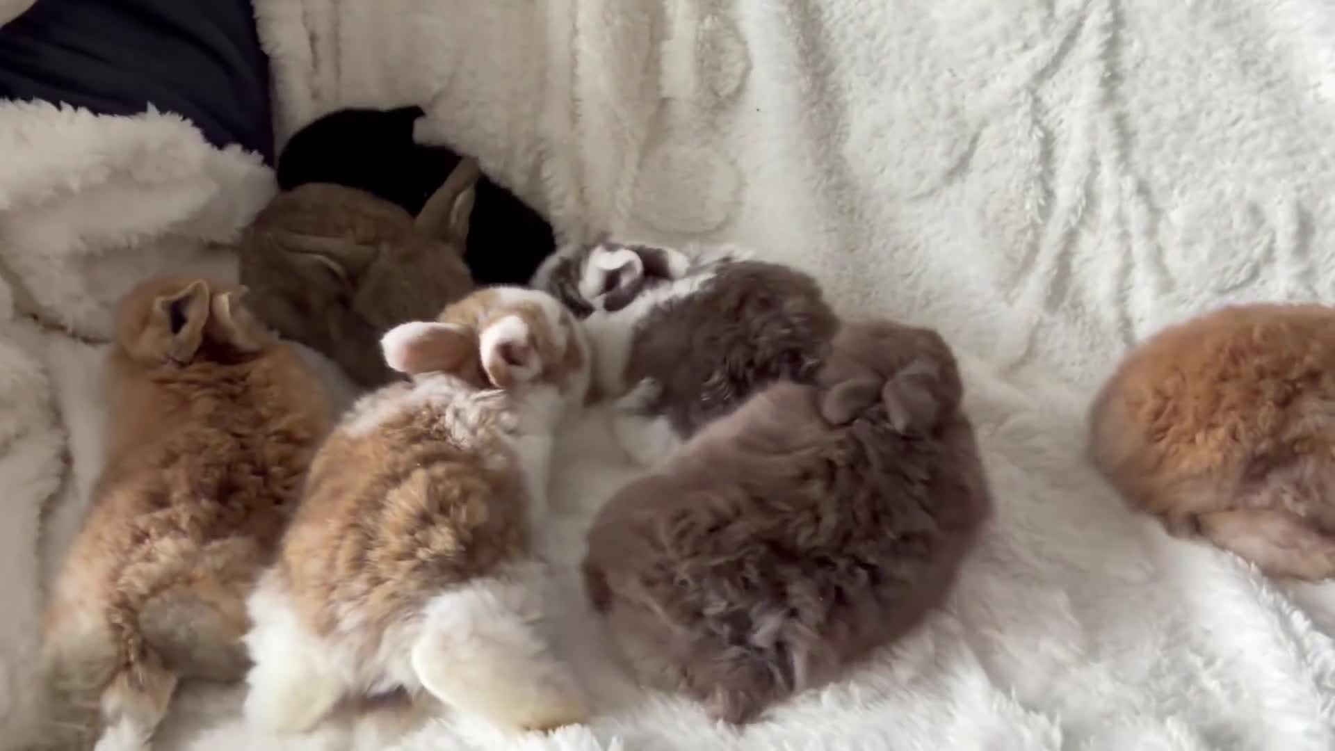 Mini Lop rabbits for sale: Mini lops - Video 1