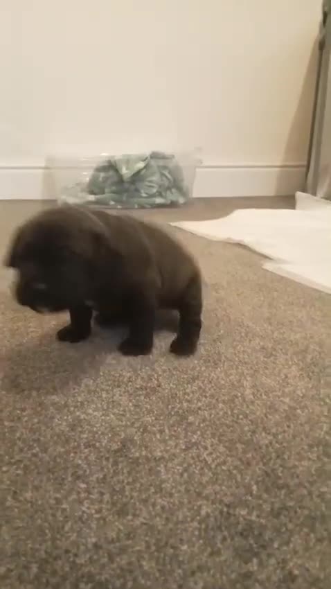 Mixed Breed dogs for sale: American pocket Corso - Video 2