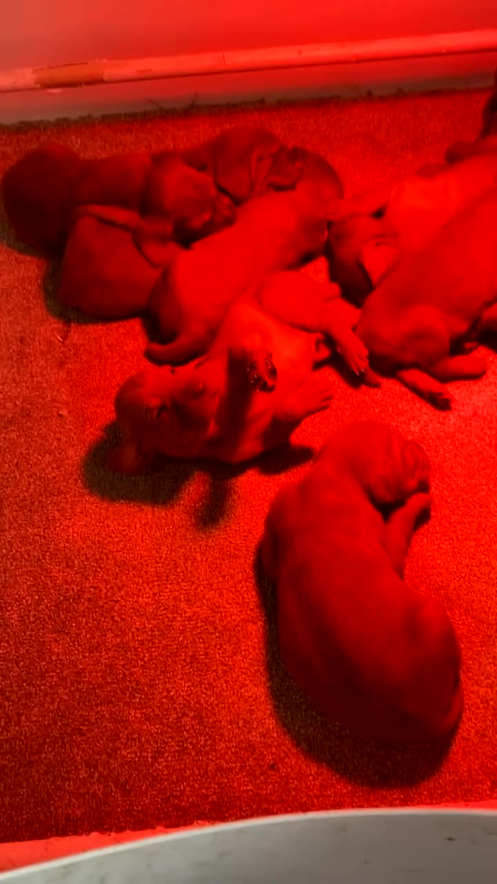 Hungarian Vizsla dogs for sale: Working wirehaired vizsla puppies for sale  - Video 1
