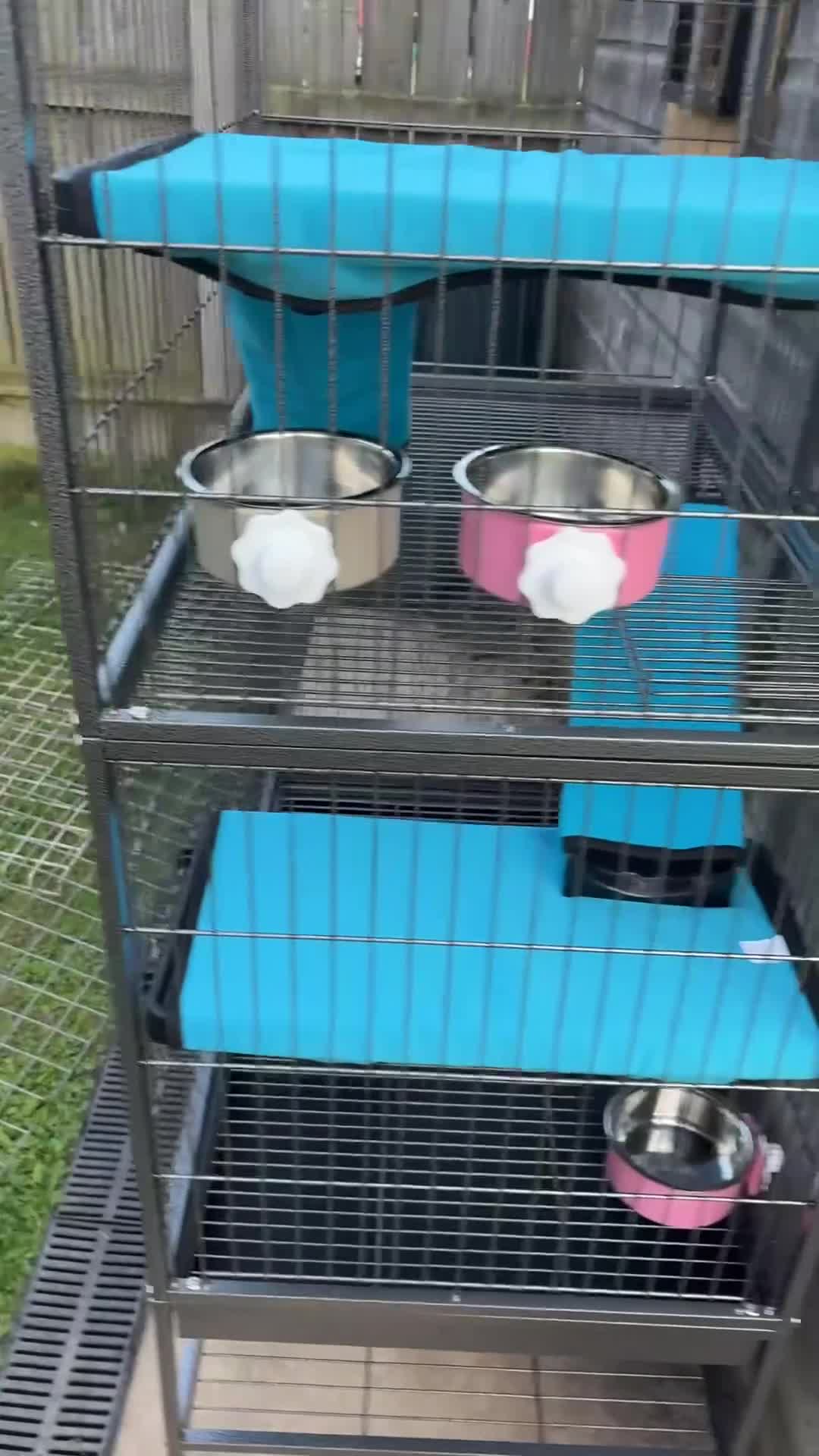 Ferret rodents for sale: Ferrets - Video 2
