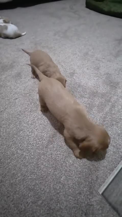 Cavalier King Charles Spaniel dogs for sale: Cavalier king charles puppies  - Video 4