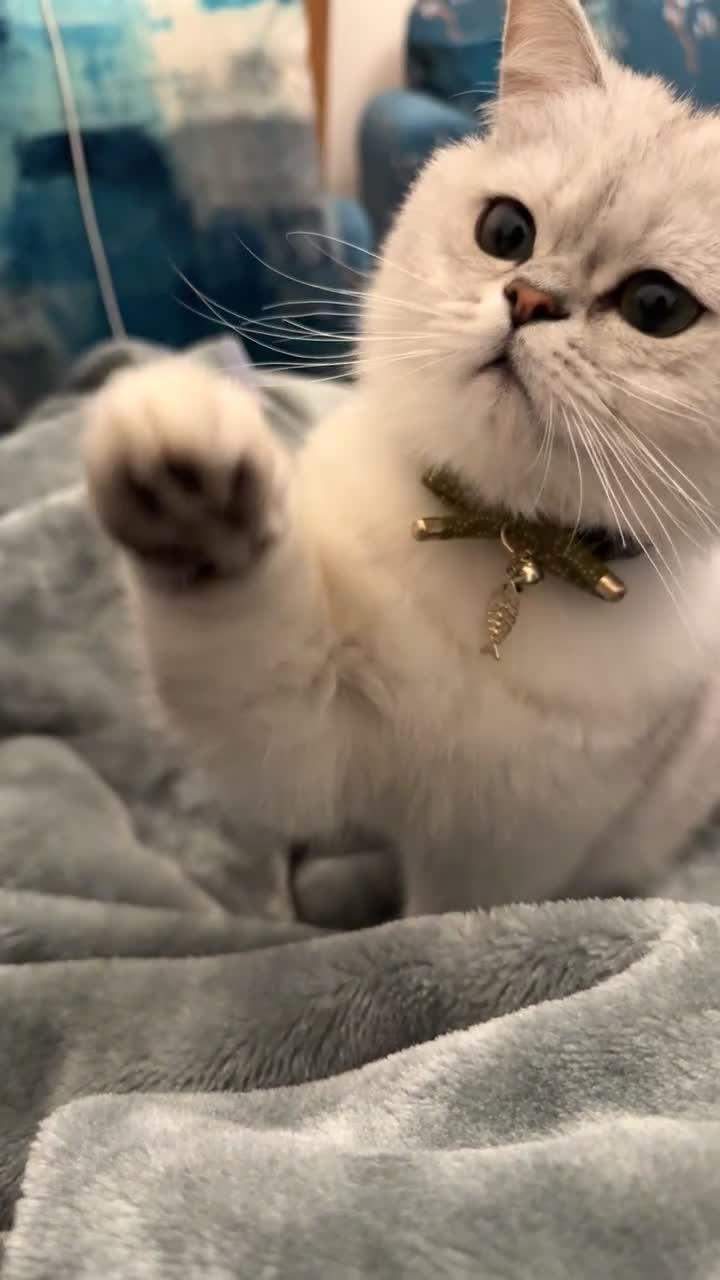 Scottish Fold cats for sale: Stunning Male Silver-Tipped Scottish Straight  - Video 1