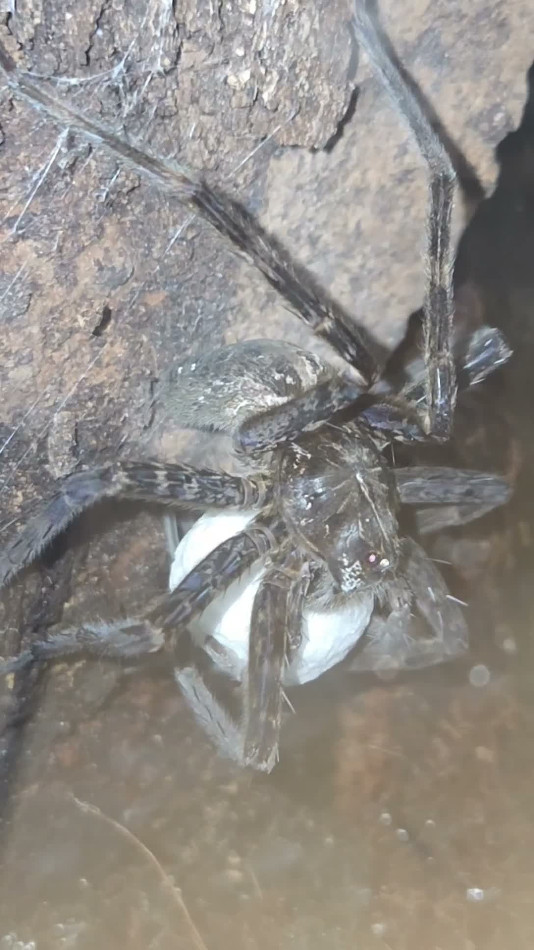 Tarantulas invertebrates for sale: List of tarantulas available  in Bradford - Video 2