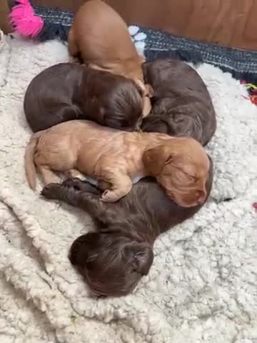 Cocker Spaniel dogs for sale: ONE FEMALE LEFT Cocker  Chocolate  - Video 1