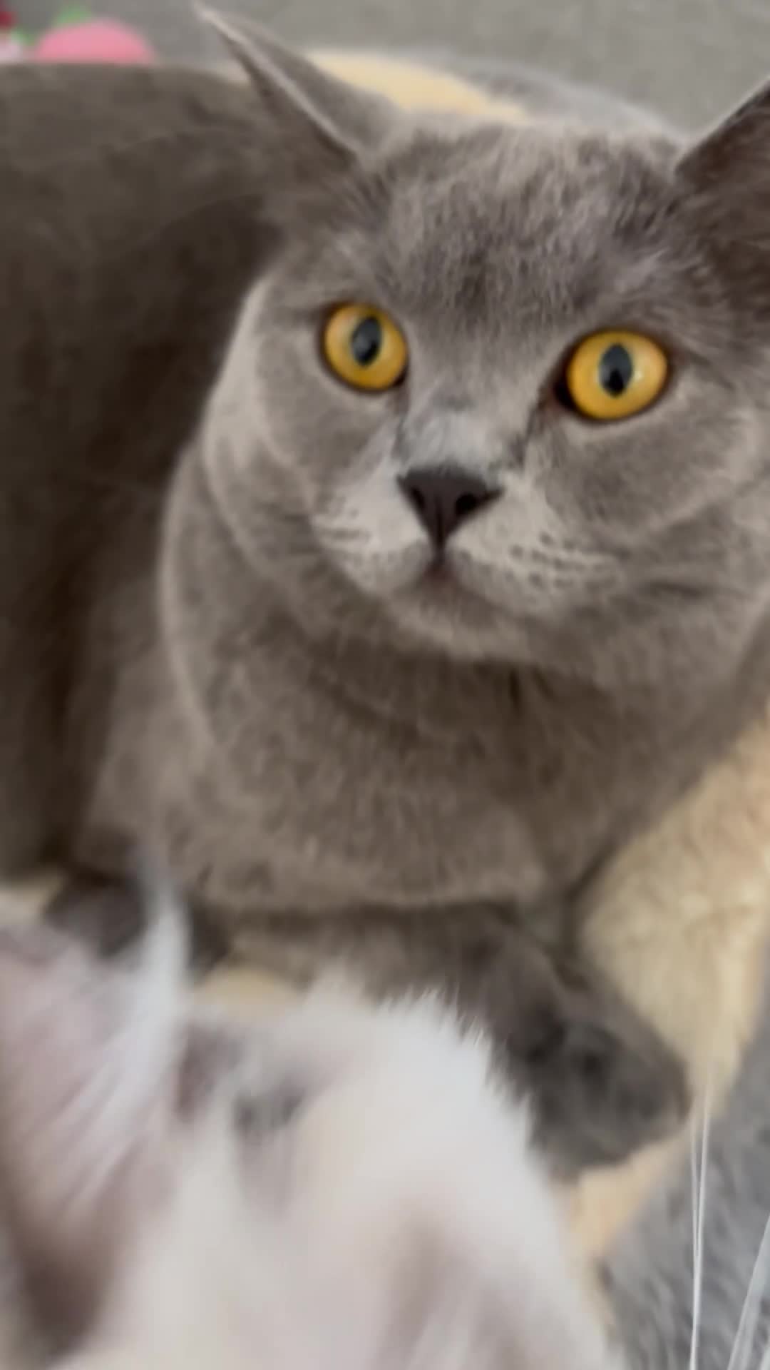 Ragdoll cats for sale: Two boys for sale.  - Video 1