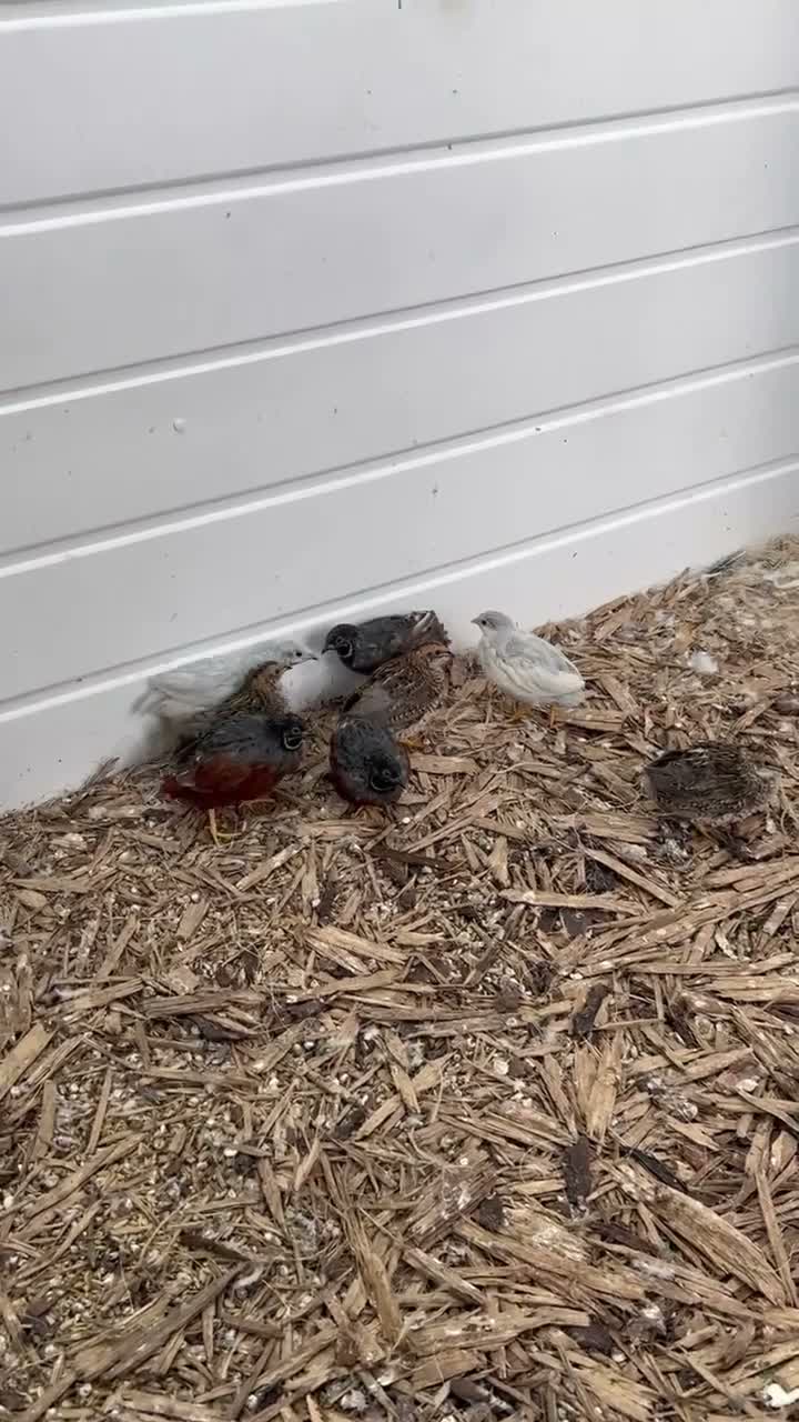 Quail poultry for sale: Button quails - Video 1
