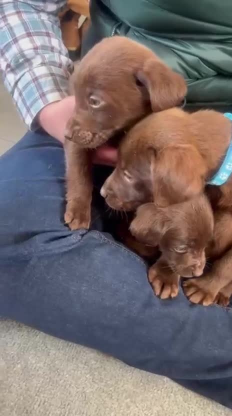 Labrador Retriever dogs for sale: BEAUTIFUL BOYS LEFT ONLY READY 9TH MARCH!!! - Video 1